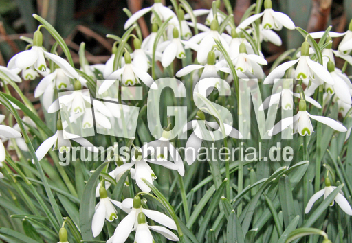 Schneeglöckchen 007.jpg